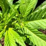 cannabiswealthuk Profile Picture