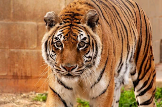 √ Tiger at Texas sanctuary declared world's oldest by Guinness World Records - Interesting news