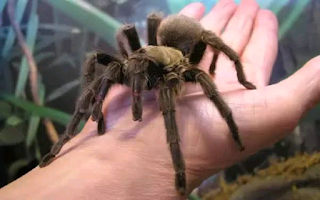 √ are tarantulas poisonous? Interesting facts - Interesting news