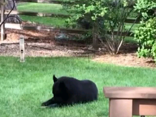 √ Bear enters Colorado home through open window, eats cat food - Interesting news