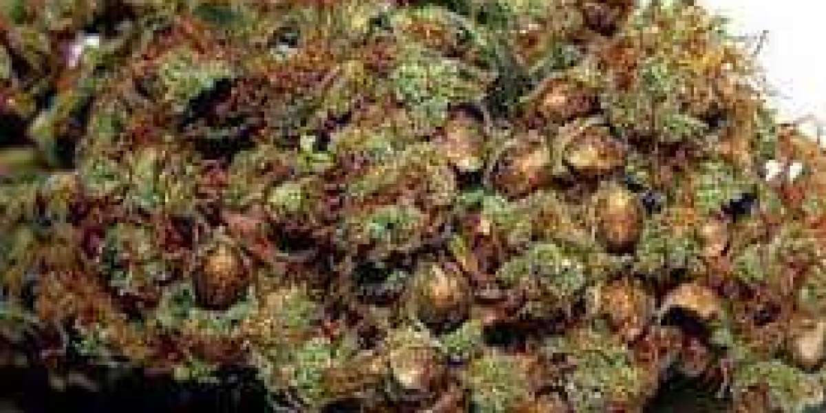 Buy The Best indica cannabis seeds online