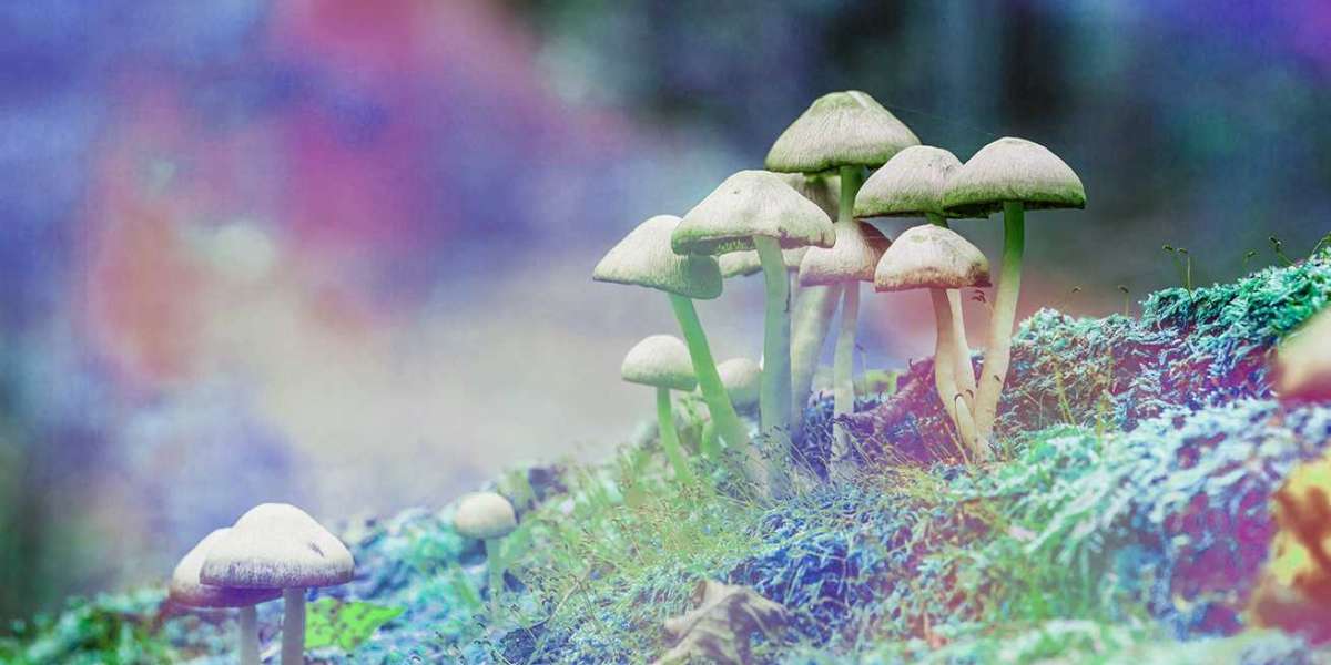 5 Reasons Why You Should Take Buy Mushrooms