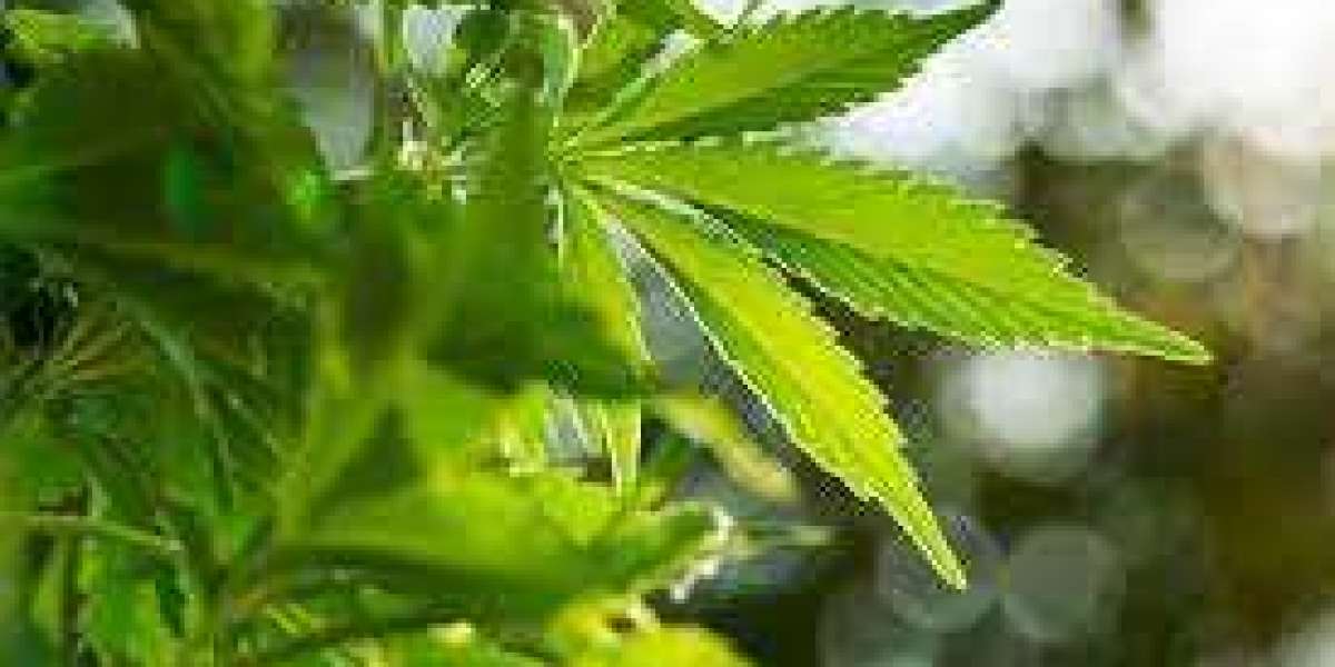 How Many Ways To Get Medical Marijuana In Minnesota?
