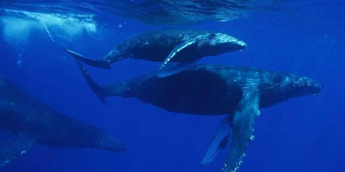 Oahu's North Shore is Ideal for Whale Watching