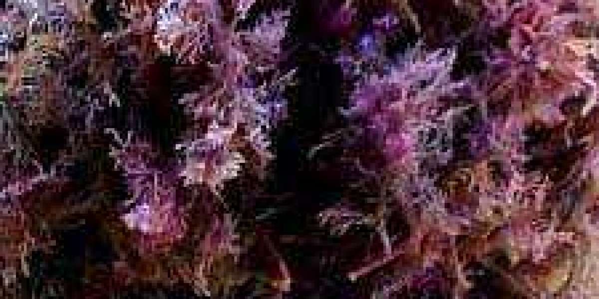 Purple Sea Moss Benefits