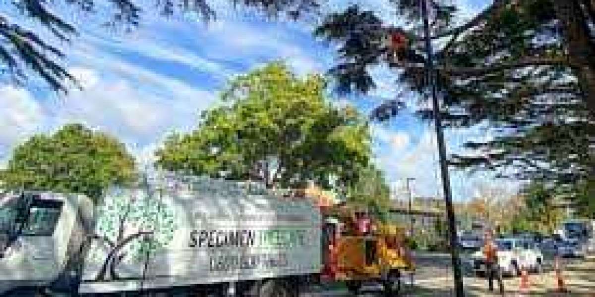 Tree Removal Auckland