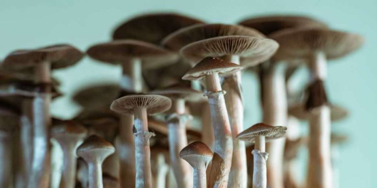 Best Ways Buy Magic Mushrooms Online Can Improve Your Business.