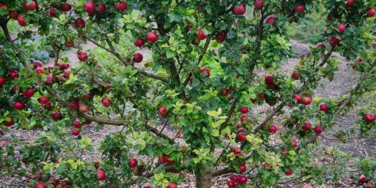 Espalier Fruit Trees for Sale - Greenhills-Nursery