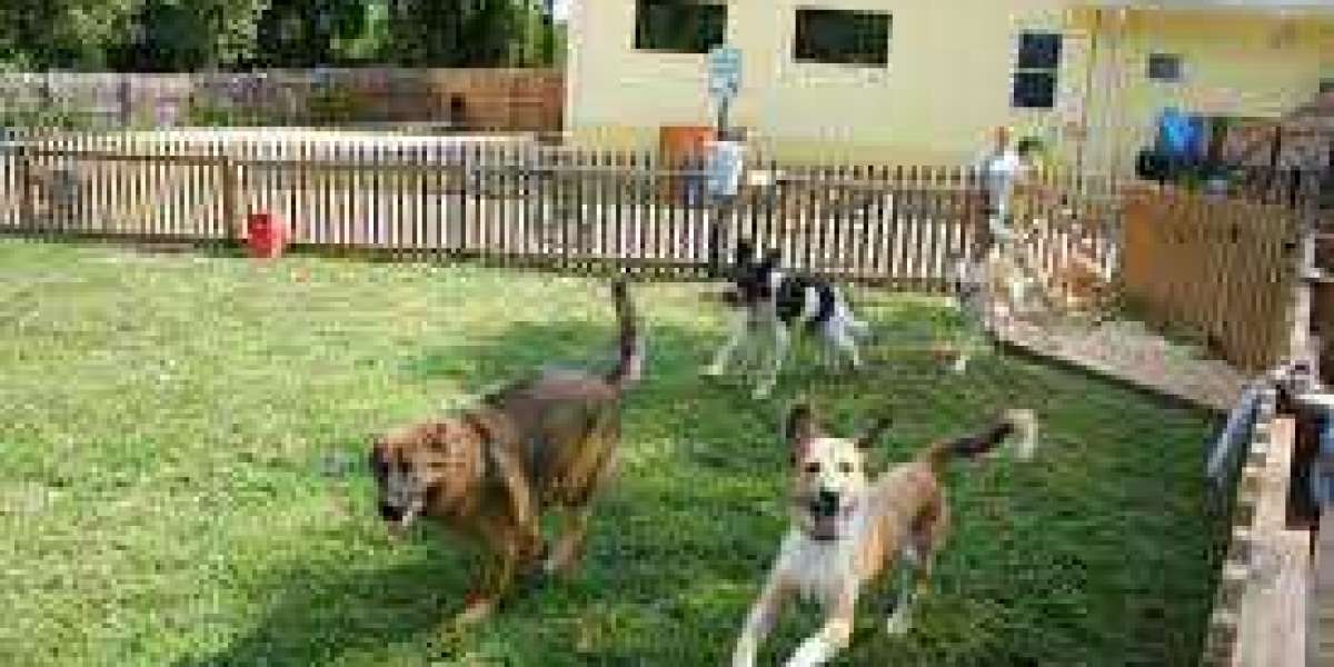 Best dog daycare in the al qouz area in Dubai