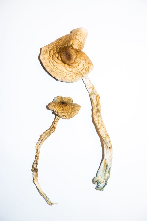 Buy Golden Teacher Magic Mushrooms | Canada Shrooms