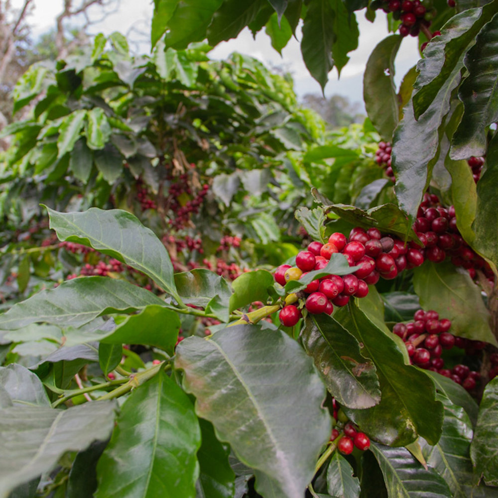 How Is Coffee Made? Exploring the Journey from Seed to Cup