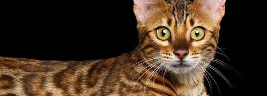 Bengal Cats Cover Image