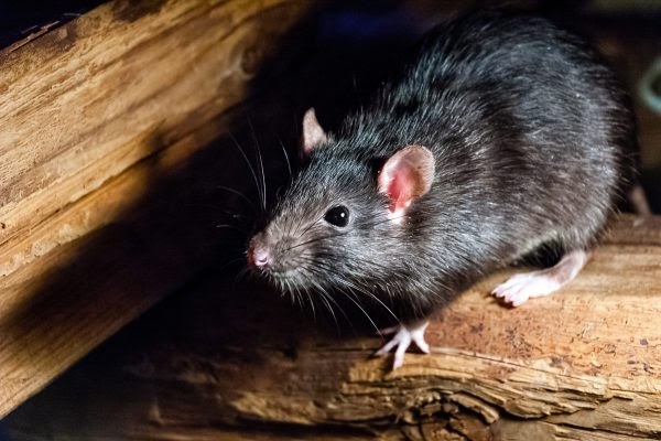 Rat Removal Melbourne: Protecting Your Home from Unwanted Guests