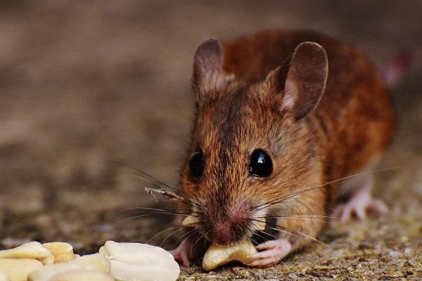 Rat Pest Control Melbourne: Protecting Your Home from Rodent Infestations