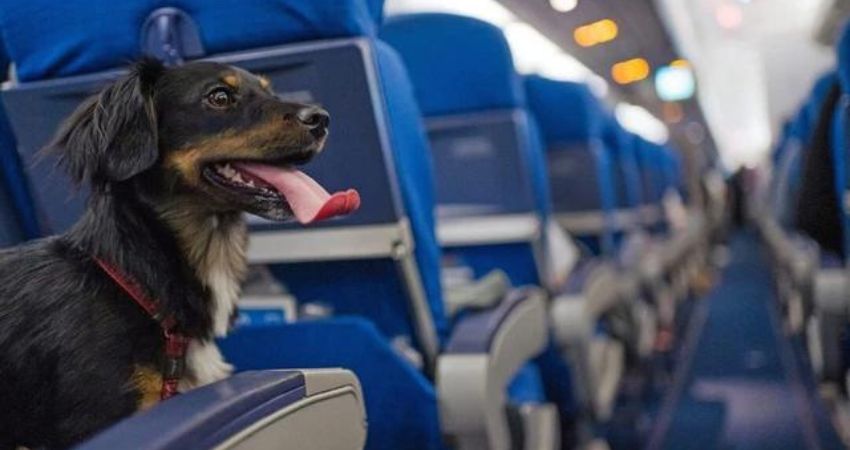 Lufthansa Airlines Pet Policy, Prices, Carrier Size