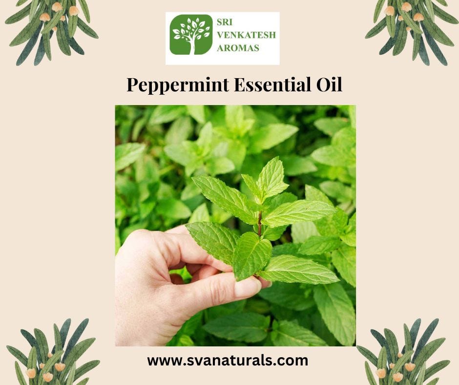 The Path of a Peppermint Essential Oil Wholesaler | by Sri Venkatesh Aromas | May, 2024 | Medium